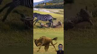 AMAZING! RUSA DAN JERAPAH DI KEJAR HARIMAU #animals #shorts