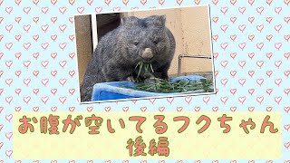 【wombat】お腹が空いてるフクちゃん 後編☆(Fuku is hungry )