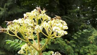 Drukte op de bijenboom Tetradium Danielli