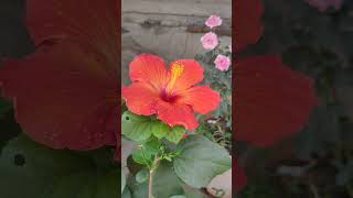 3 hibiscus flower in one plant #pushpa2therulesongs #hibiscus #garden #farming #nature #whiterose