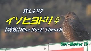 珍しい!?イソヒヨドリのメス Blue Rock Thrush ♀ 180317 ~サーフモンキーTV