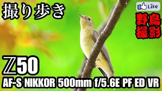 【野鳥軽量セット】久々に楽しい探鳥でした。Z50×500mm f/5.6E PF