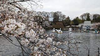 【高画質FHDお花見ライブカメラ】井の頭公園　お花見　Cherry blossom viewing at Inokashira Park【live camera】