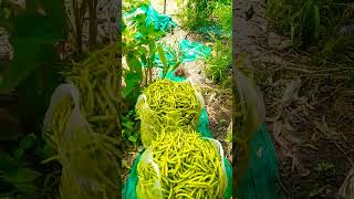 Mirchi farming 🌶️ 8 Harvesting #shorts