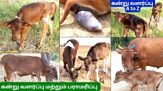 🐮கன்று வளர்ப்பு மற்றும் பராமரிப்பு🥰🐄 கன்று குட்டி வளர்ப்பு A to Z🐂🤩 Calf Growing Tips🐮🐄#shivyatimes