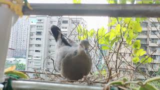 金背鳩9 Day2 20230614築巢中，公鳥忙碌啣樹枝進巢，母鳥擺放，不到20分鐘築好巢，兩鳥離巢，今日未歸。