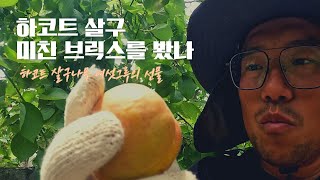 하코트 살구 당도가 대단하네요 (#하코트살구 #당도 #해걸이 #어나농)