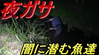 闇に潜む魚達を捕る！！　の巻