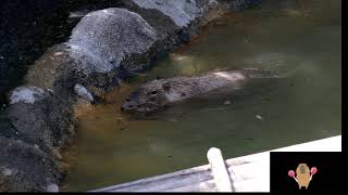 水場の赤ちゃんカピバラ