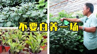 秋季养花，你必须要知道的那些事，否则白忙活！【农村养花匠】