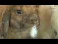 Psychological Trauma That Led To Terrifying Acts By One Rabbit | Kritter Klub