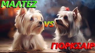 MALTESE VS YORKSHIRE TERRIER. Η ΑΠΟΛΥΤΗ ΣΥΓΚΡΙΣΗ σε 17 σημαντικούς τομείς. Μαλτέζ ή Γιόρκσάιρ τεριέ?