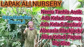 REVIEW TANAMAN HIAS DI LAPAK ALI NURSERY TANHIS TANIAN SENDIRI SUBUR2 HARGA MASIH BISA DITAWAR