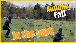 TAKNG A WALK IN THE PARK+SEEING A FLOCK OF GEESE