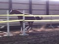 checkmate oldenburg stallion check in rio zeus zeus free jumping rpsi inspection