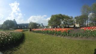 CBC Ottawa 360 video - Tulips