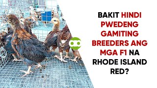 Bakit Hindi Pwedeng Gamiting Breeders ang mga F1 na Rhode Island Red?