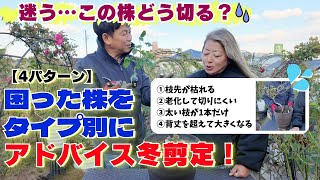 バラ冬強剪定】ココ？木質化どこで切る？悩みますねバラ冬剪定～ロマママさんガーデンより～