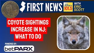 Coyote alert for New Jersey: What to do if you see one