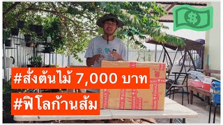 สั่งต้นไม้ออนไลน์ 7,000 บาท ฟิโลก้านส้ม