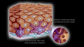 Melanin functions