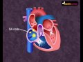 how your heart works cardiac cycle