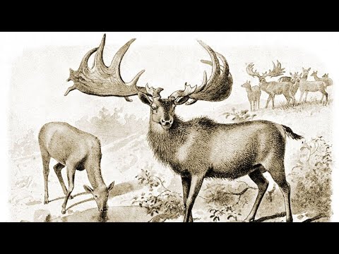 Irish Elk: Largest Deer - YouTube