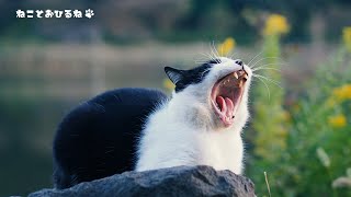 （昼寝用）岩盤浴しながら気持ちよさそうに寝ているのらねこ　A cat sleeping comfortably while taking a bedrock bath