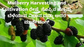 Mulberry Harvesting And Cultivation ರೇಷ್ಮೆ ಸೊಪ್ಪಿನ ಹಣ್ಣನ್ನು ಬೆಳೆಯುವ ವಿಧಾನ ಮತ್ತು ಅದರ ಮಾರ್ಕೆಟಿಂಗ್