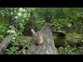 বিড়াল দেখার জন্য বিড়াল টিভি 😺🐿️ শুভ পাখি কাঠবিড়ালি এবং টার্কি 🐦 4k hdr 60fps