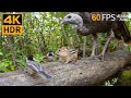 Cat TV for Cats to Watch 😺🐿️ Happy Birds, Squirrels and Turkeys 🐦 4K HDR 60FPS