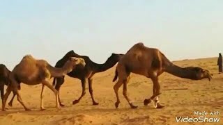 خمس نياق حمر منوت القاني للبيع التفاصيل تم البيع