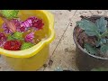 செவ்வந்தி செடி வளர்ப்பு மற்றும் நாற்றுகள் போடும் முறை how to plant chrysanthemum and growing tips