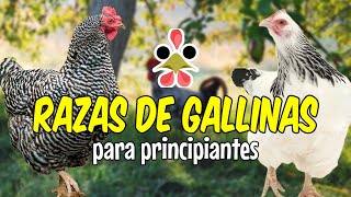 10 hermosas razas de gallinas aptas para principiantes 🐔