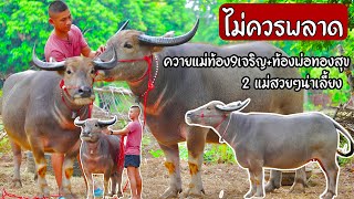 หนาๆดันๆไม่ควรพลาดควายแม่ท้อง9เจริญท้องพ่อทองสุข ด๊าฟคอกควายร่มภูมิ อ.เชียงยืน จ.มหาสารคาม