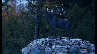 Searching for Elk in Northwest Minnesota