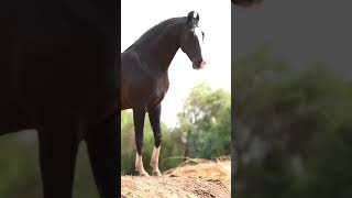 beautiful marwari horse 🐎 🥰