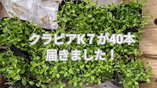 雑草対策をクラピアでできるか？