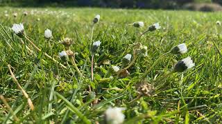 Daisies opening. A time lapse.
