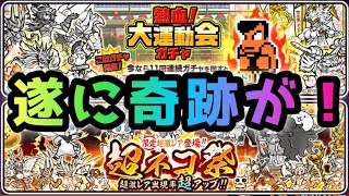 奇跡が起きました！熱血大運動会＆超ネコ祭　にゃんこ大戦争