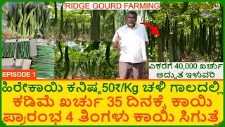 ಹಿರೇಕಾಯಿ ಚಳಿ ಗಾಲದಲ್ಲಿ ಕನಿಷ್ಠ50₹/Kg | ಎಕರೆಗೆ 40,000 ಖರ್ಚು ಅದ್ಬುತ ಇಳುವರಿ | Tata Hirekayi | Ridge Gourd