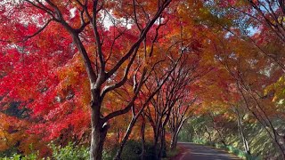 龍王公園の紅葉隧道\u0026銀杏黄海2024（色づき始めから完全落葉まで超超超超超超超超超超完全版）　〜愛媛県内子町〜