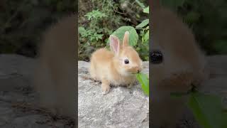 What are you eating cute rabbits, cute rabbits, little rabbits