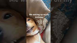 Thanks to @J6ht for help with the video!! #dog #puppy #cute #funny #music #dachshund #memes