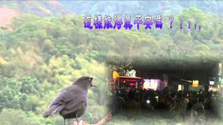 紫嘯鶇揚聲急呼 Taiwan Whistling Thrush Singing 2016.02.24