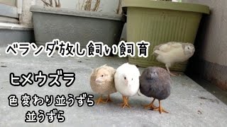 【ヒメウズラ】ベランダ放し飼い飼育