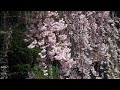 森山神社のしだれ桜🌸令和５年：桜便り🌸岐阜県下呂市萩原町四美🌸