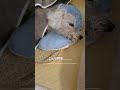 老衰なのかな？ toypoodle 21yearsold トイプードル 長生きの秘訣 dog ハイシニア