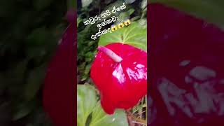 කවුරු හරි ඒකේ ඉන්නවා දැක්කද #Viral#😱😱😱#Short video #😱😱😱