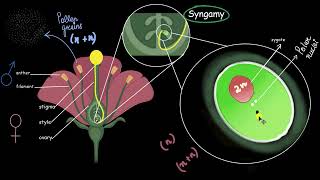 Double fertilization| Sexual reproduction in flowering plants | Biology | Khan Academy